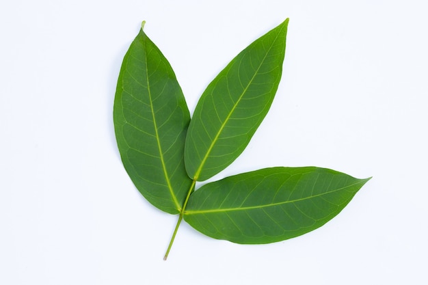 Rose apple  leaves on white