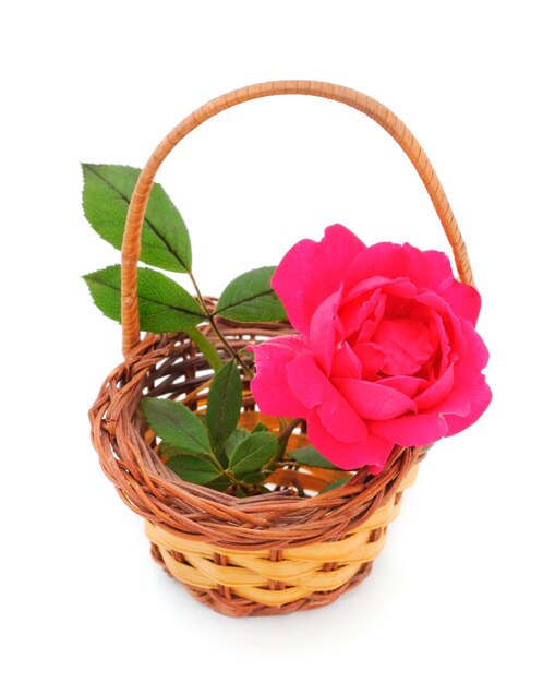 Rose in the basket