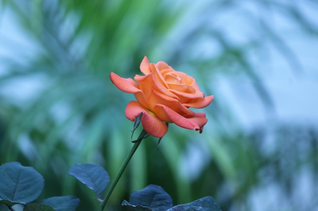 rose on blue blurred nature