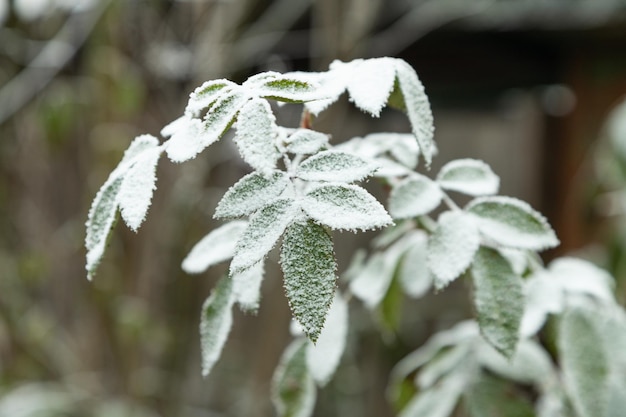 Rose branch covered with hoarfrost Abstract floral background side view