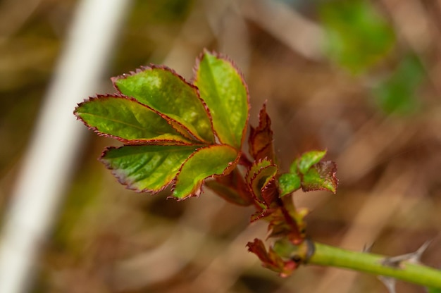 Photo a rose bud with green leaves