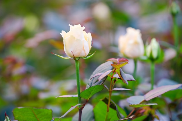 Rose buds close up on a bush in the garden, the background is blurred