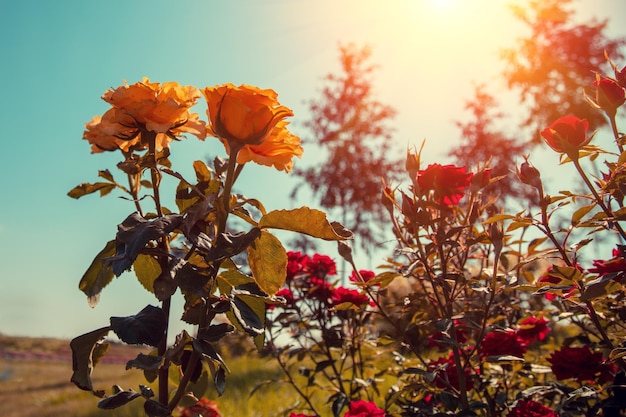 Rose bush in the garden against blue sky