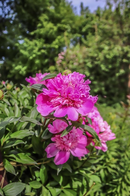 Rose bush peony flower in the garden in nature