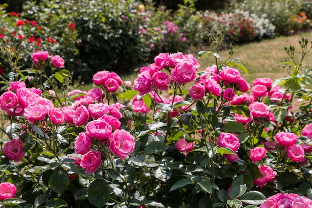 rose bush pink fresh beautiful bush roses on a summer day in the botanical garden