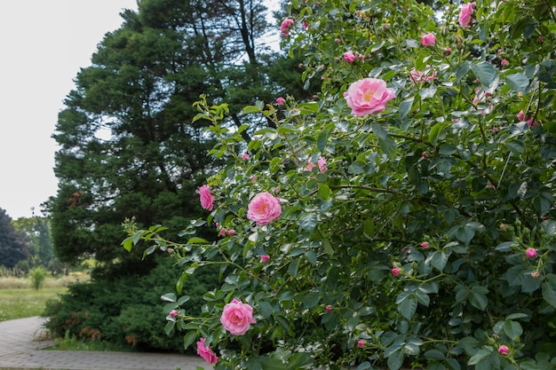 rose bush pink fresh beautiful bush roses on a summer day in the botanical garden