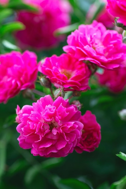 Rose bush Pink roses in the garden Red rose bushes in the park Delicate flowers A hedge of rose bushes floral background