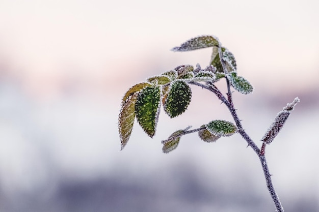 A rose bush with green leaves covered with frost