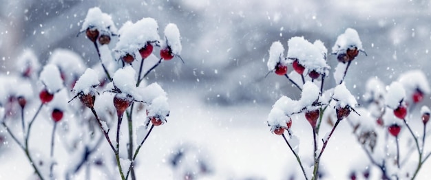 A rose bush with red berries after a heavy snowfall in winter