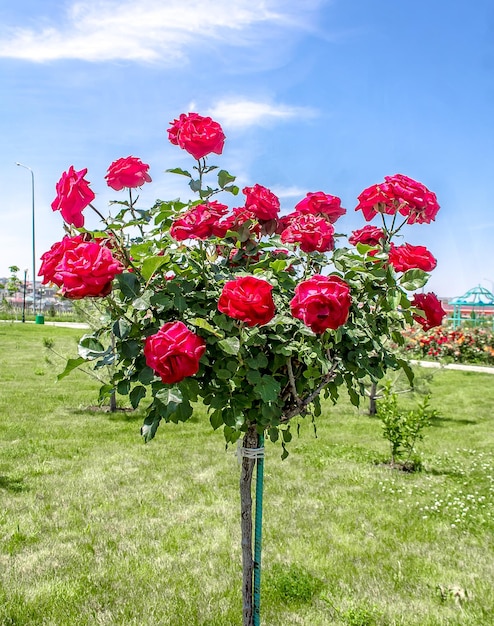 Rose bushes in the Park