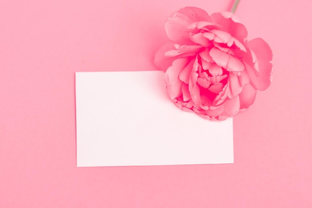 Rose and business card with copy space on pink background