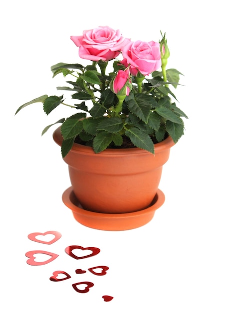 Rose in ceramic pot on a white buckground