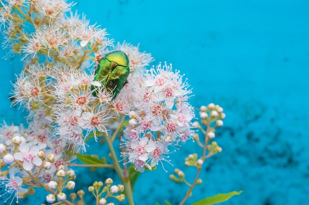 Rose chafer Cetonia aurata on flowers of Spirea bumalda