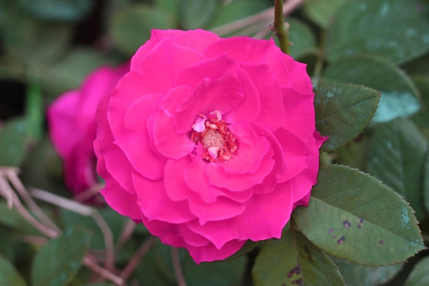 Rose, close-up angle view