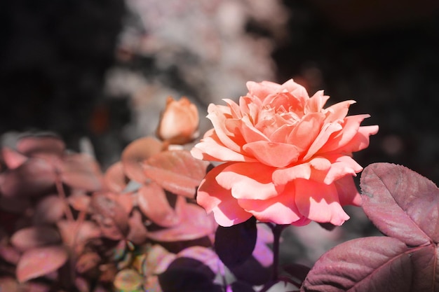 Rose, close-up angle view