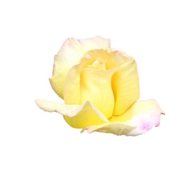 Rose closeup isolated on white background