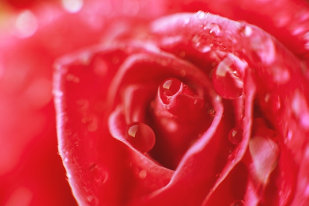 Photo rose closeup with drops of water dew on a flower