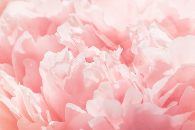 Rose color flower peony petals close up macro nature background Beautiful Holiday bloom backdrop