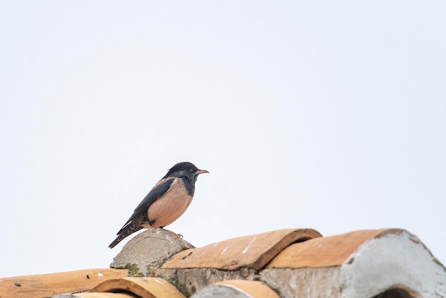 Rose-coloured starling (Sturnus roseus) Malaga, Spain