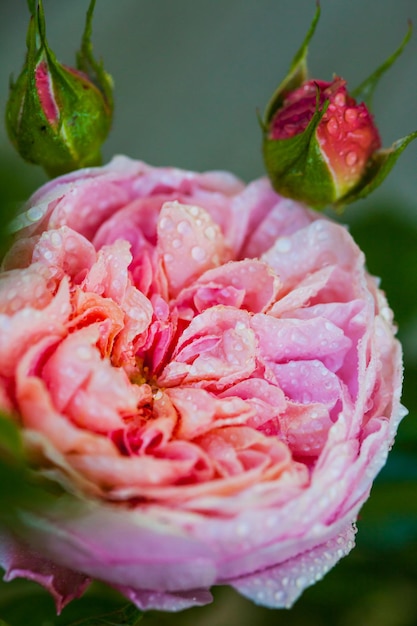 Rose Desdemona after rain, an English Rose by David Austin