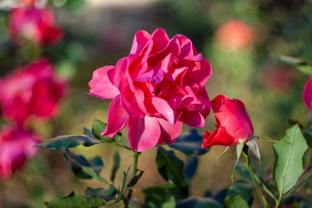 A rose on a field background