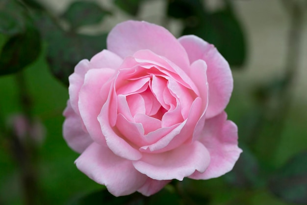 Rose flower on background blurry pink roses flower in the garden of roses Nature