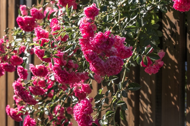 Rose flower blooming on wooden background  in roses garden. Nature.