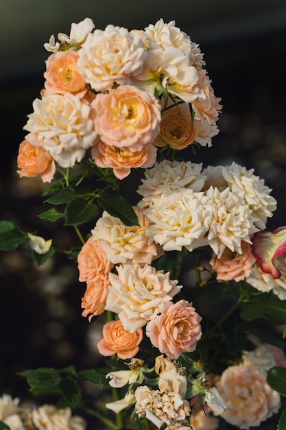 Rose flower on blurry background in the garden of roses nature