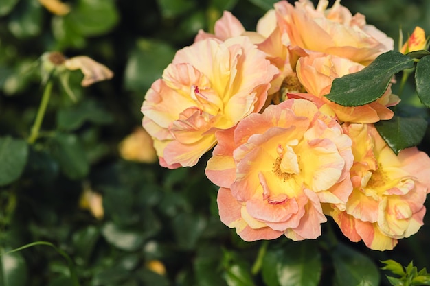 Rose flower on blurry background in the garden of roses Nature