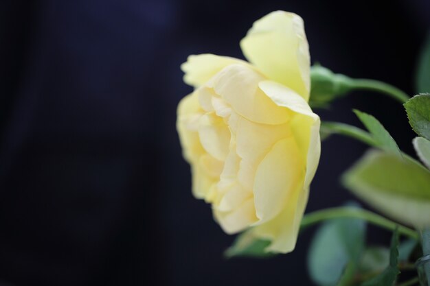 Rose flower in close up