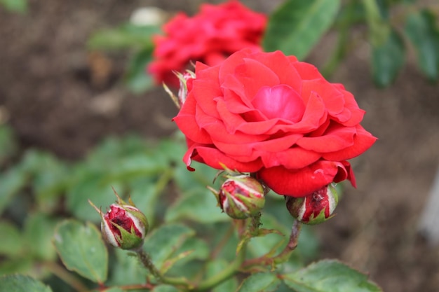 Rose flower closeup of beautiful rose flower in the summer garden Summer flower of red rose flower under summer sunlight Flower lands Rose flower closeup view