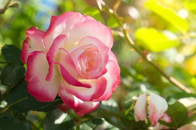 Rose flower in the garden. Pink and in warm morning sunlight.