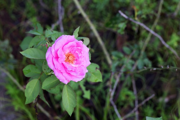 Rose flower in the garden