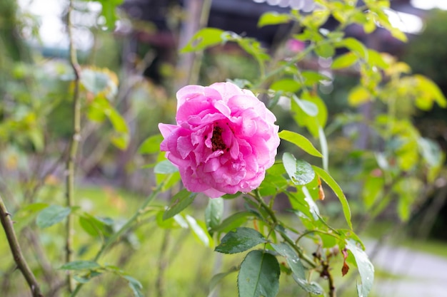 Rose flower in the garden