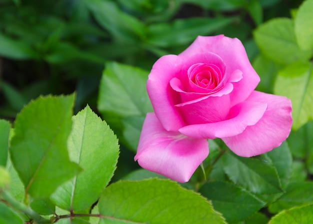 Rose flower on green leaves