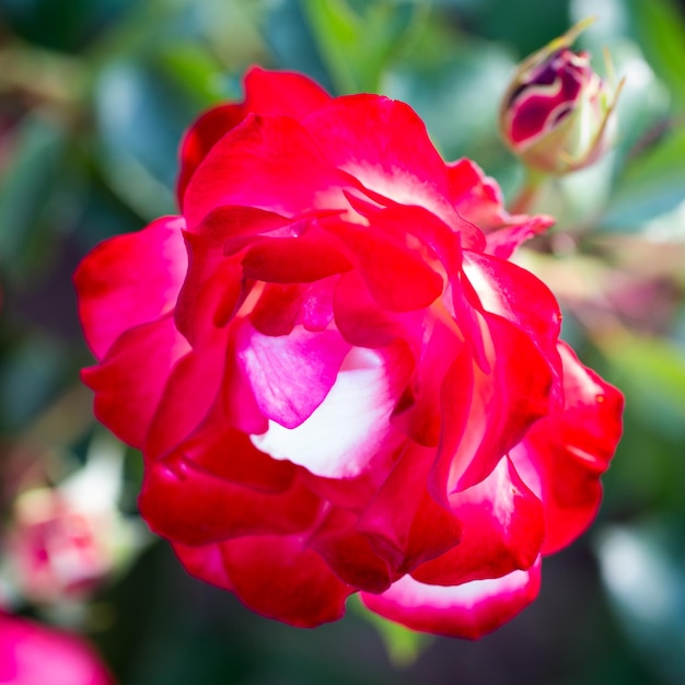 Rose flower macro red rose flower closeup High quality natural background Beautiful background