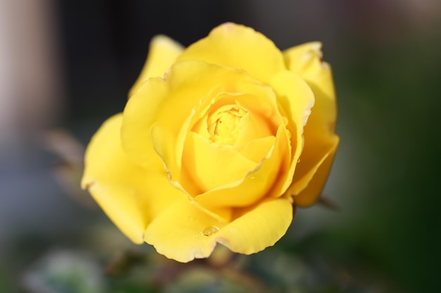 Rose flower macro Yellow rose flower closeup High quality natural background