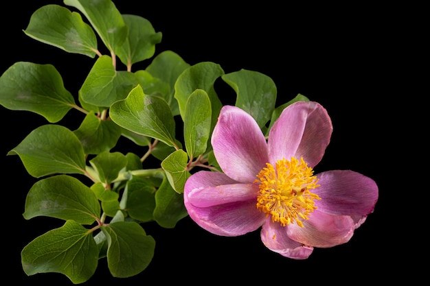 Rose flower of peony lat Paeonia isolated on black background