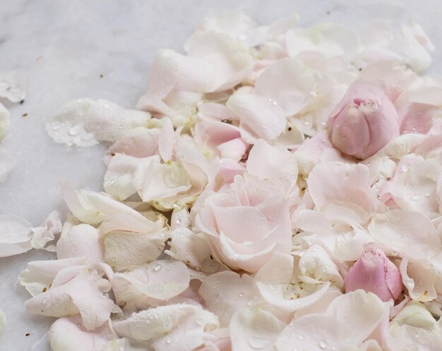 Rose flower petals on marble wedding holiday and floral garden styled concept