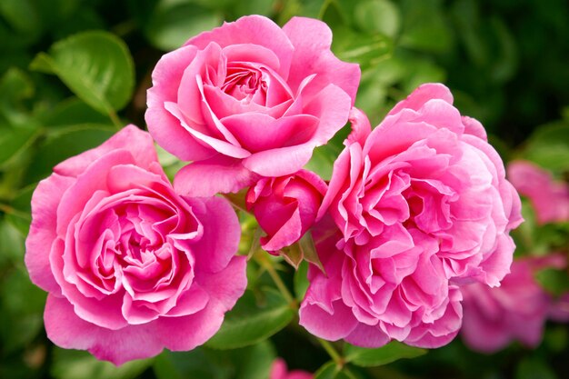 Rose flower. Pink tender rose close-up in the garden.