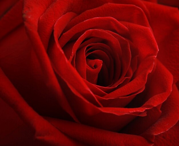 Rose flower  for Valentine's day.