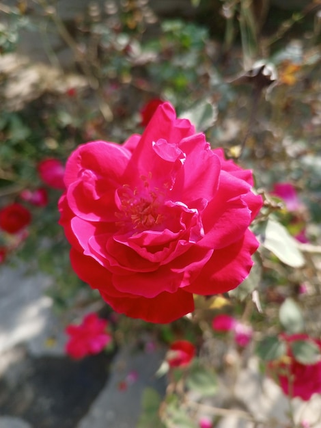 Photo rose flower with plant beautiful flower trending village flower picture