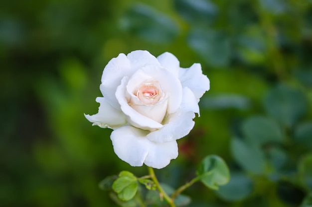 Rose flowers in the garden