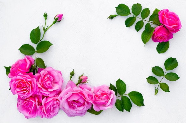 Rose flowers and green leaves on a pink background  copyspace isolated