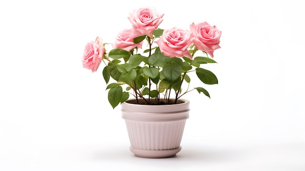 Rose flowers plant pot on white background