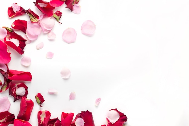 Rose flowers red and pink petals on white