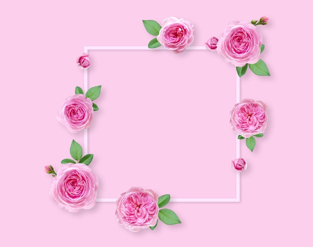 Rose flowers on white background with copy space for design text Top view of pink roses