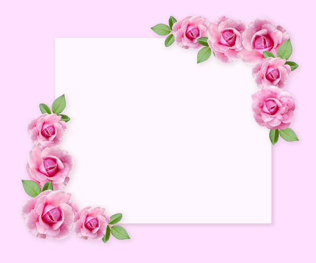 Rose flowers on white background with copy space for design text