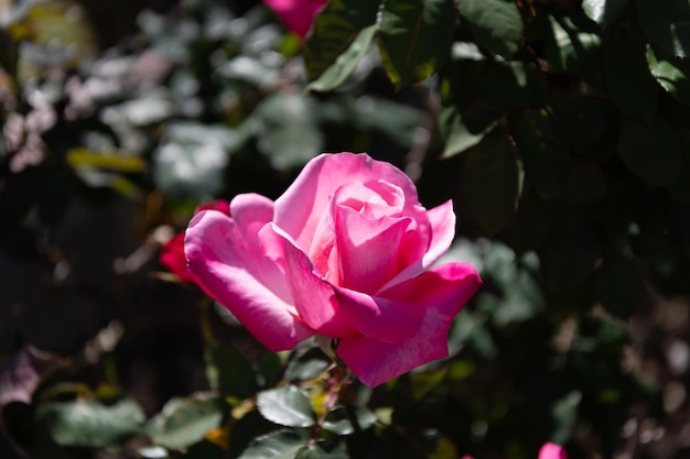 Rose garden in spring. bright rose bush. beautiful fresh roses in nature. pink tea roses bush in garden. summer blooming flower. soft flower petals.