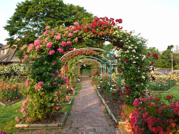 Rose garden in the springtime